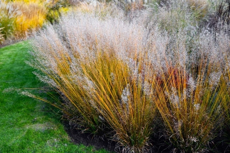 Molinia BANSHEE PBR