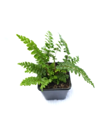 Paprotnik japoński - Polystichum polyblepharum