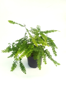 Adiantum pedatum 'Imbricatum'.jpg
