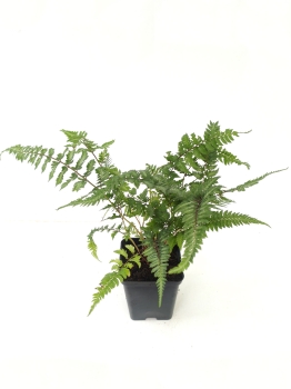 Wietlica japońska 'Silver Falls' - Athyrium niponicum 'Silver Falls'