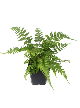 Wietlica japońska 'Metallicum' - Athyrium niponicum 'Metallicum'