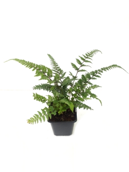 Wietlica japońska 'Burgundy Lace' - Athyrium niponicum 'Burgundy Lace'