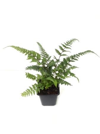 Wietlica japońska 'Burgundy Lace' - Athyrium niponicum 'Burgundy Lace'