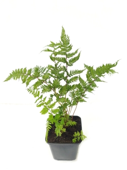 Wietlica japońska 'Red Beauty' - Athyrium niponicum 'Red Beauty'