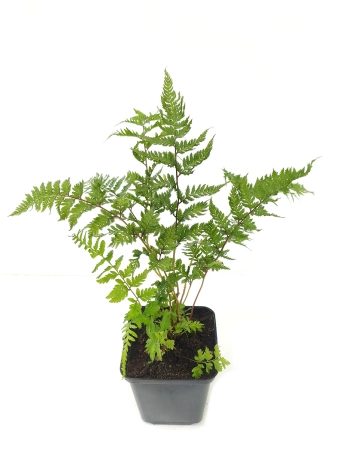 Wietlica japońska 'Red Beauty' - Athyrium niponicum 'Red Beauty'