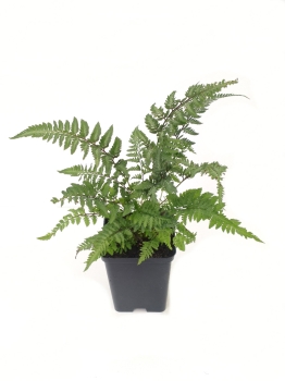 Wietlica japońska 'Pewter Lace' - Athyrium niponicum 'Pewter Lace'