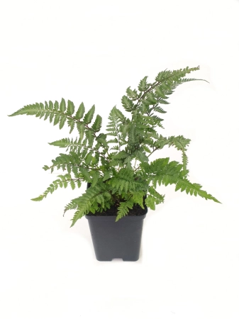 Wietlica japońska 'Pewter Lace' - Athyrium niponicum 'Pewter Lace'