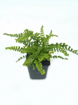 Nerecznica mocna 'Cristata The King' - Dryopteris affinis