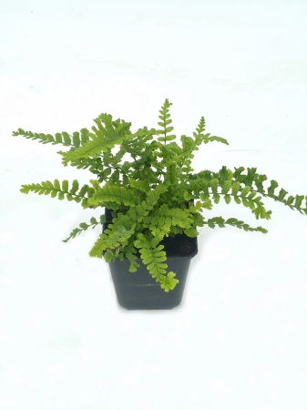 Nerecznica mocna 'Cristata The King' - Dryopteris affinis