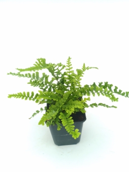 Nerecznica mocna 'Cristata The King' - Dryopteris affinis