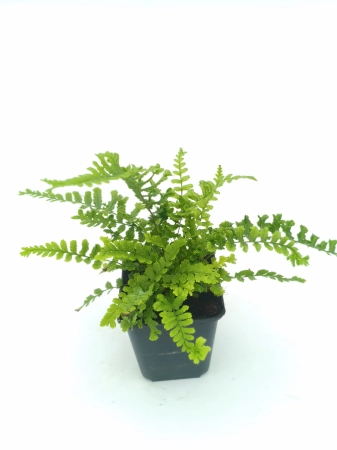 Nerecznica mocna 'Cristata The King' - Dryopteris affinis