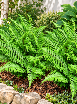 Nerecznica mocna 'Cristata The King' - Dryopteris affinis