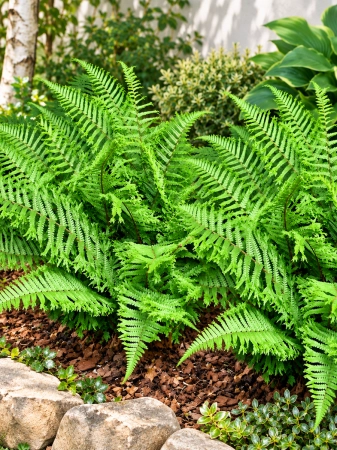 Nerecznica mocna 'Cristata The King' - Dryopteris affinis