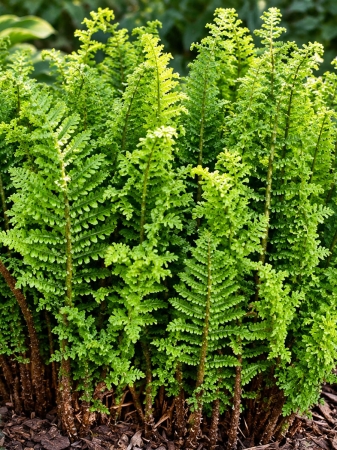 Narecznica samcza 'Crispa Cristata' - Dryopteris filix-mas 'Crispa Cristata'