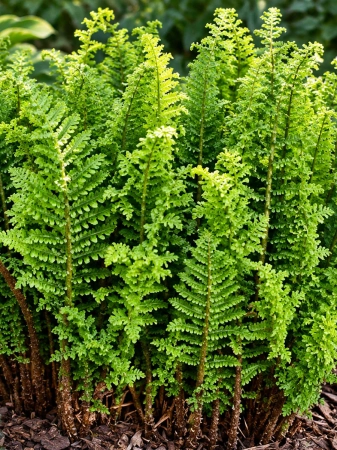 Narecznica samcza 'Crispa Cristata' - Dryopteris filix-mas 'Crispa Cristata'