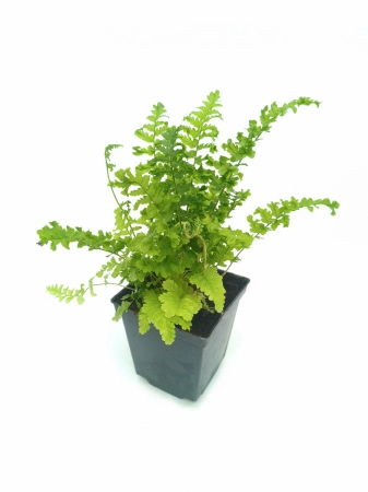 Narecznica samcza 'Crispa Cristata' - Dryopteris filix-mas 'Crispa Cristata'
