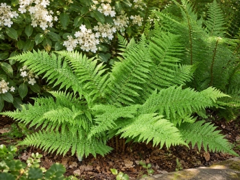 Narecznica mocna 'Crispa' - Dryopteris affinis 'Crispa'
