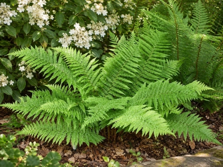 Narecznica mocna 'Crispa' - Dryopteris affinis 'Crispa'