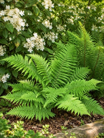 Narecznica mocna 'Crispa' - Dryopteris affinis 'Crispa'