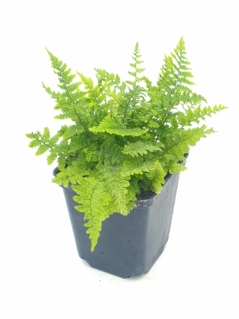 Narecznica mocna 'Crispa' - Dryopteris affinis 'Crispa'