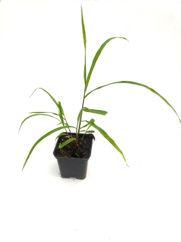 Miskant nepalski - Miscanthus nepalensis