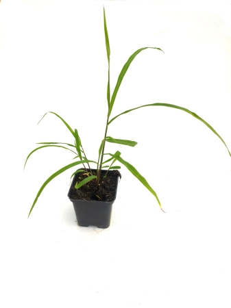 Miskant nepalski - Miscanthus nepalensis