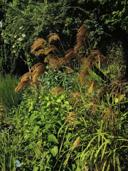 Miskant nepalski - Miscanthus nepalensis