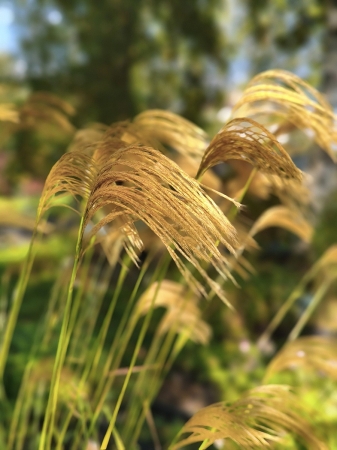 Miskant nepalski - Miscanthus nepalensis