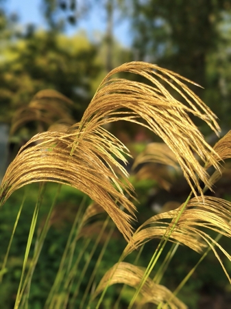 Miskant nepalski - Miscanthus nepalensis