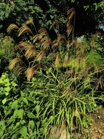 Miskant nepalski - Miscanthus nepalensis
