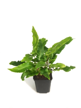 Języcznik zwyczajny - Asplenium scolopendrium