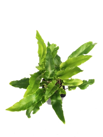 Języcznik zwyczajny - Asplenium scolopendrium