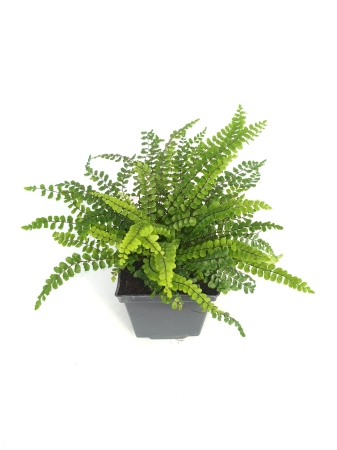 Zanokcica skalna - Asplenium trichomanes