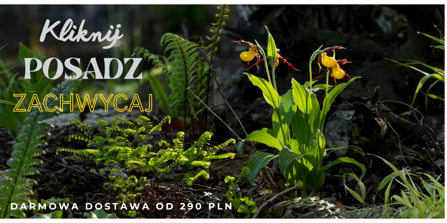 przyjmujemy zamówienia na 2026 rok!