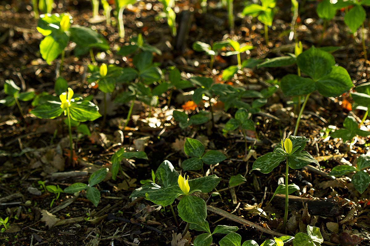Trillium luteum
