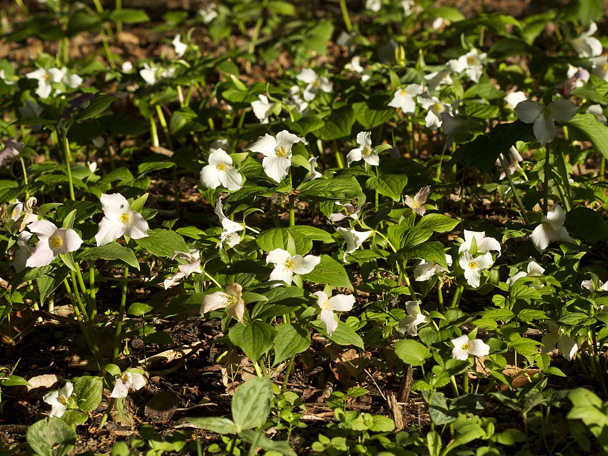 Trillium grandiflorum