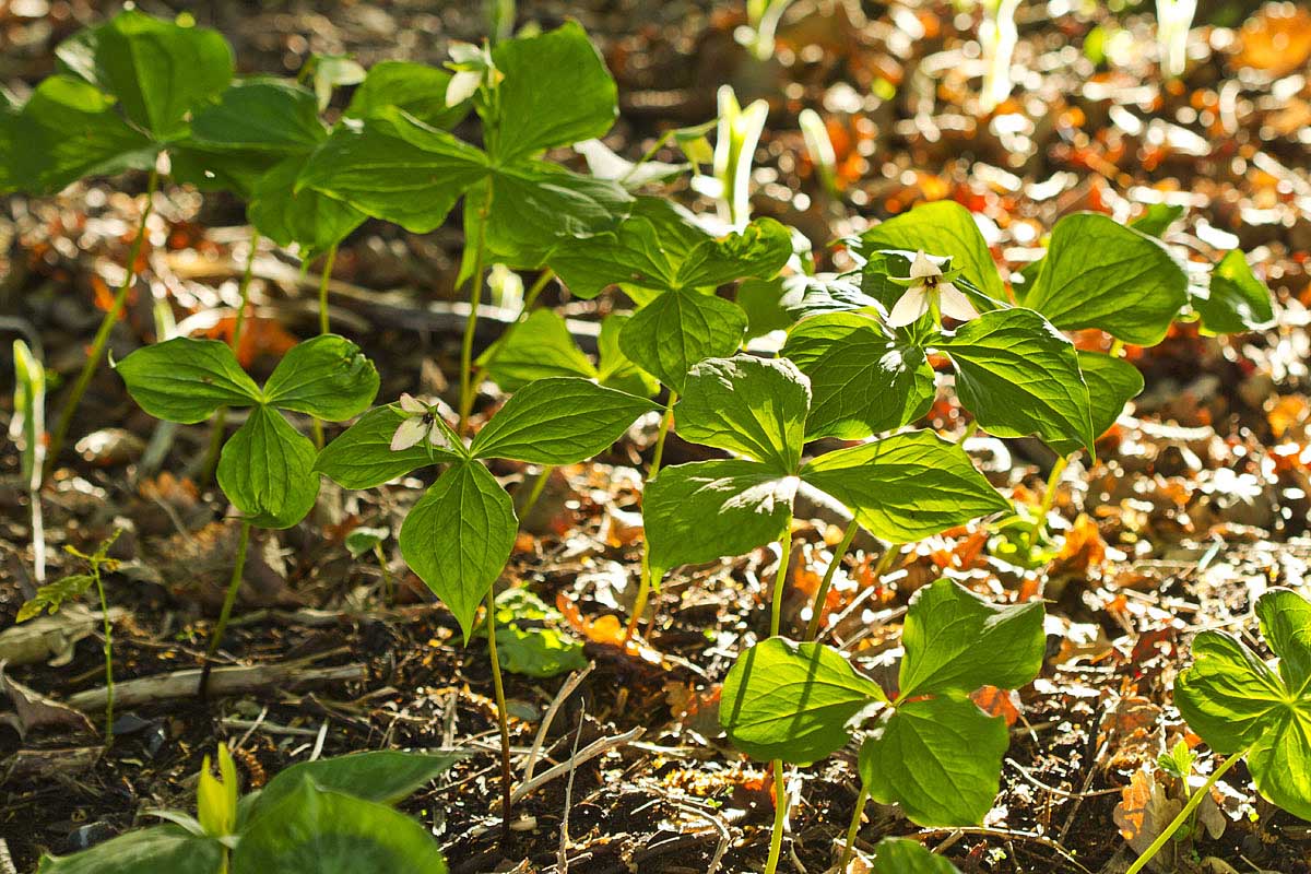 Trillium sulcatum